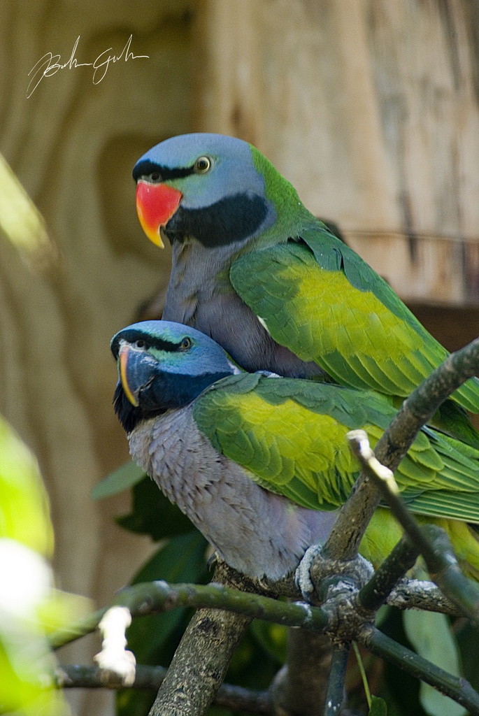 asiatic parrots and their mutations ebook